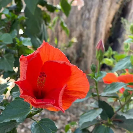 Sea View Flower Bodrum