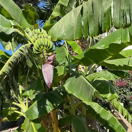Sea View Flower Villa