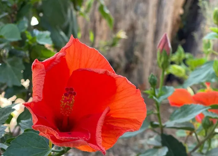 Sea View Flower Bodrum