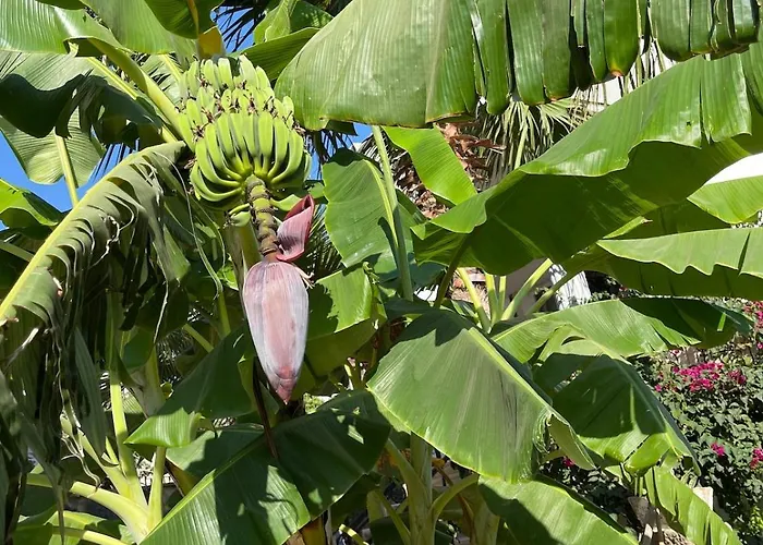 Sea View Flower Vilă