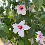别墅 Sea View Flower 博德鲁姆