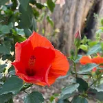 Sea View Flower 博德鲁姆