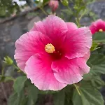 Sea View Flower 博德鲁姆