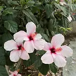 Sea View Flower 别墅 博德鲁姆