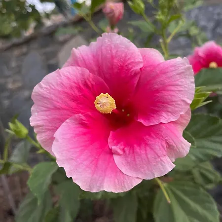 Sea View Flower Bodrum