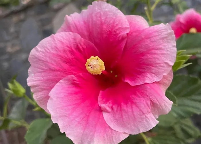 Sea View Flower Bodrum