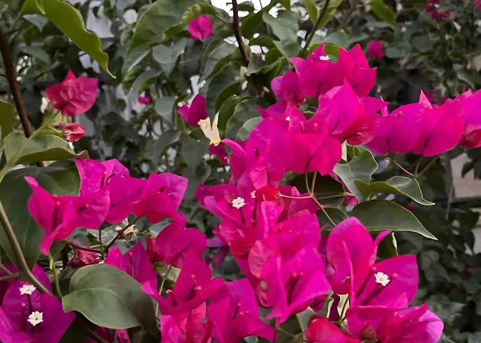 Sea View Flower فيلة