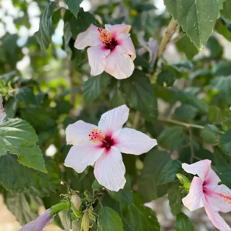 فيلة Sea View Flower بودروم