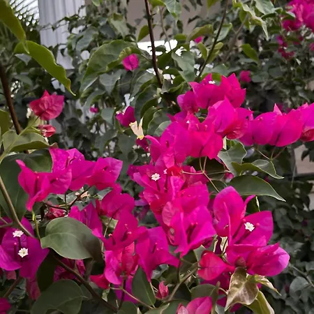 Sea View Flower فيلة