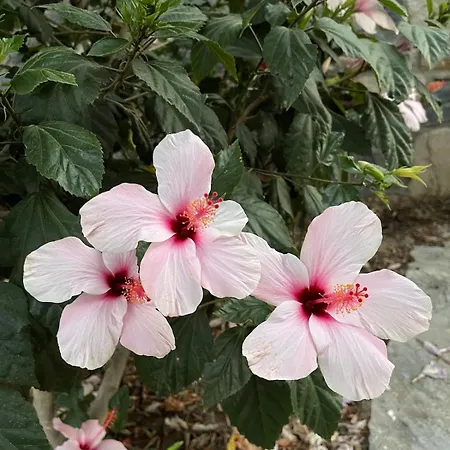 Sea View Flower Βίλα Αλικαρνασσός