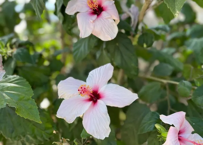 Вилла Sea View Flower Бодрум