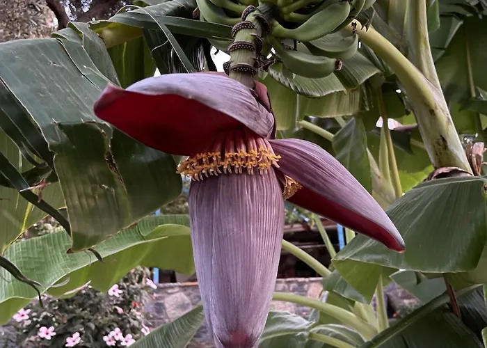 Вилла Sea View Flower *