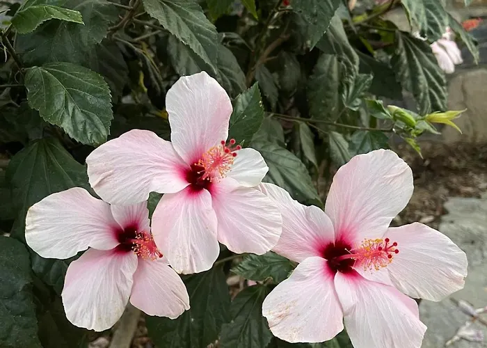 Sea View Flower Вилла Бодрум
